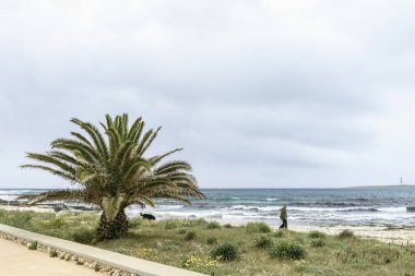 Menorca 'daki Punta Prima Sahili' nde bir palmiye ağacı, yemyeşil bitki örtüsü ve bulutlu bir gökyüzünün altında deniz feneri olan okyanus manzarası..