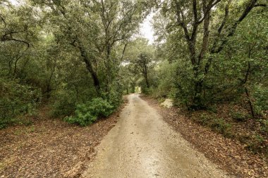 Islak yol yemyeşil ormandan Menorca 'daki Cala Mitjana' ya gidiyor. Uzun ağaçlar bulutlu bir gökyüzünün altında sakin bir yol çiziyor..