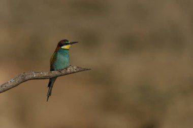 Avrupalı renkli arı yiyici kuş Merops apiaster 'ın yakın plan görüntüsü. Kuru bir dalda bulanık bir arka planda oturuyor..