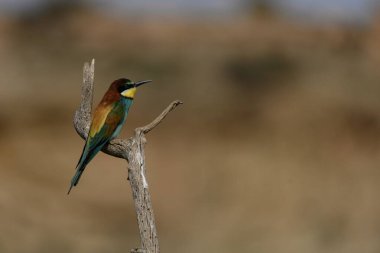 Avrupalı renkli arı yiyici kuş Merops apiaster 'ın yakın plan görüntüsü. Kuru bir dalda bulanık bir arka planda oturuyor..
