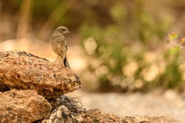 Bir Rock Bunting 'in yakın çekimi sakince engebeli bir dalda oturuyor yumuşak, altın renkli bir arka plana karşı.