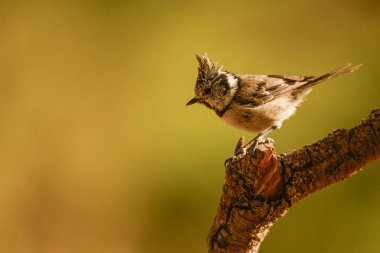 Close-up of a crested tit on a mossy branch against a smooth green backdrop.