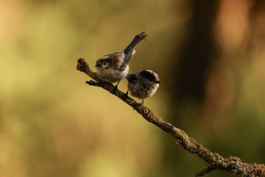 Two Long-tailed Tits, Aegithalos caudatus, perched on a moss-covered branch, bathed in the warm glow of sunset.