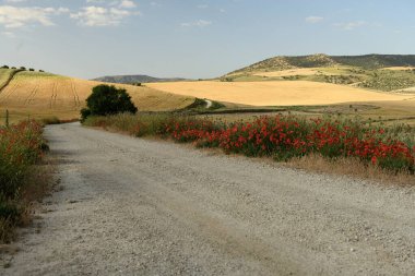 Canlı kırmızı gelinciklerle ve güneşli bir gökyüzünün altındaki altın tarlalarla çevrili taşralı çakıl yolu..