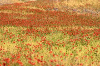 Çarpıcı bir kırmızı haşhaş tarlası boyunca uzanıyor, canlı bir doğal renk ve güzellik gösterisi sunuyor..
