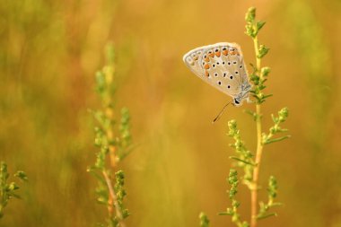 A delicate Common Blue butterfly rests on a plant, with a warm golden background highlighting its intricate patterns. clipart