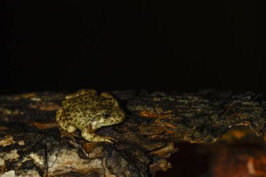 Bir Betic ebe kurbağası, liken kaplı bir kayanın üzerine tünemiş, doğal çevresine uyum sağlıyor..