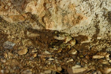Bir Betic ebe kurbağası, liken kaplı bir kayanın üzerine tünemiş, doğal çevresine uyum sağlıyor..