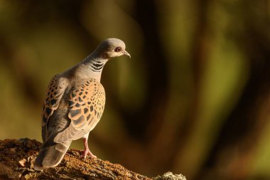 Avrupalı bir kaplumbağa güvercin, sıcak, yumuşak arka plan ışığı tarafından vurgulanan yosun kaplı bir dalda dinleniyor..