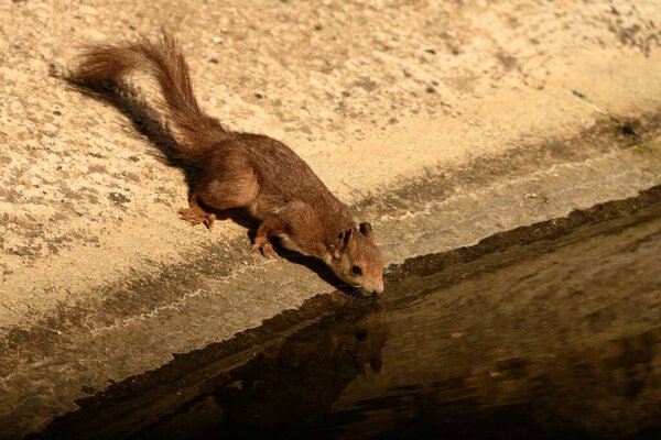 A brown squirrel leans down to drink water from a pool, its reflection visible on the still surface.