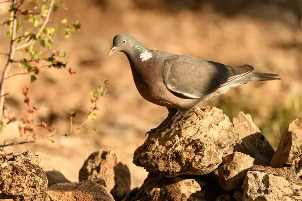 stock image A Wood Pigeon exhibits its sleek plumage and distinct eye color while perched atop a rocky terrain.