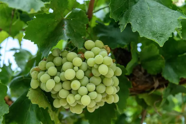 stock image Lush cluster of green grapes, vividly captured as they hang from the vine, surrounded by vibrant leaves.