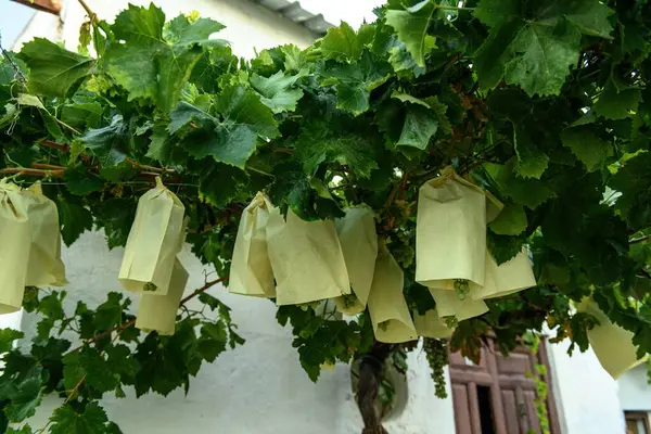 stock image Grape clusters shielded with paper bags hanging from lush vine leaves against a white wall backdrop.