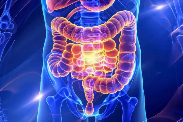 İnsan sindirim sistemini gösteren, bağırsakları canlı renklerle renklendiren 3 boyutlu detaylı tıbbi çizimler..