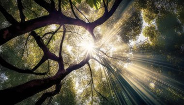 Yoğun orman tepe örtüsünü delip geçen güneş ışınları yapraklar ve dallar arasında şaşırtıcı bir doğal spot ışığı etkisi yaratıyor..