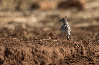 A close-up of a crested lark, also known as Cogujada Montesina, standing on a sunlit, earthy terrain with a blurred natural background. clipart