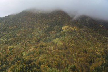 Sonbahar renkli ormanlarla kaplı bir tepenin panoramik görüntüsü, ağaçların tepelerinde süzülen sis ve canlı yeşillikleri aydınlatan yumuşak ışık.
