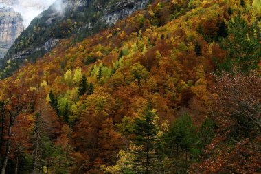 Renkli ve dinamik bir manzara yaratan kırmızı, sarı ve yeşil tonlarda canlı yeşillikler içeren orman yamacının çarpıcı bir görüntüsü..