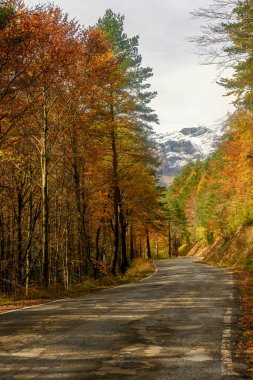 Uzun ağaçlar ve sonbahar yapraklarıyla çevrili sessiz bir yol, yumuşak bir gökyüzünün altındaki görkemli karlı dağlara doğru gidiyor..