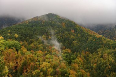 Sonbahar renkli ormanlarla kaplı bir tepenin panoramik görüntüsü, ağaçların tepelerinde süzülen sis ve canlı yeşillikleri aydınlatan yumuşak ışık.