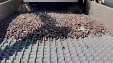 Zeytin yağı üretimi için tasnif ve işleme sırasında taşıma bandındaki taze zeytinler.