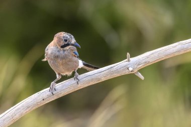 Eurasian Jay perched on a dry branch, displaying vivid plumage and natural forest background. clipart