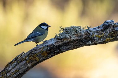 Great Tit standing on a mossy rock, showcasing its vibrant yellow and black plumage in a natural forest setting. clipart