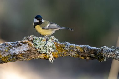 Great Tit standing on a mossy rock, showcasing its vibrant yellow and black plumage in a natural forest setting. clipart