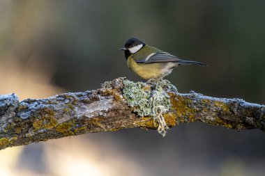 Great Tit standing on a mossy rock, showcasing its vibrant yellow and black plumage in a natural forest setting. clipart