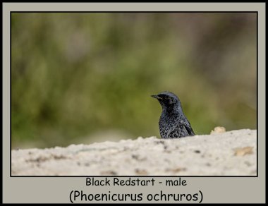 Male Black Redstart perched on dry soil, displaying its dark plumage and orange tail against a muted background. clipart