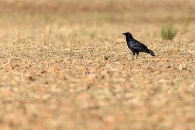 Kuru, inatla bir tarlada duran ve kırsal alanda parlak siyah tüylerini sergileyen Corvus frugilegus (Corvus frugilegus).