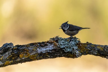 Crested tit perched on a lichen-covered branch, showing off its unique crest and natural beauty in a serene environment.