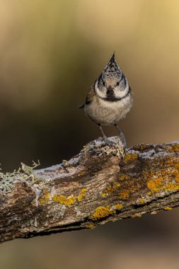 Crested tit perched on a lichen-covered branch, showing off its unique crest and natural beauty in a serene environment.