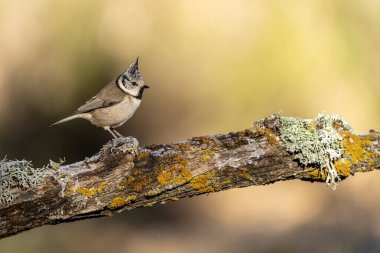 Crested tit perched on a lichen-covered branch, showing off its unique crest and natural beauty in a serene environment.
