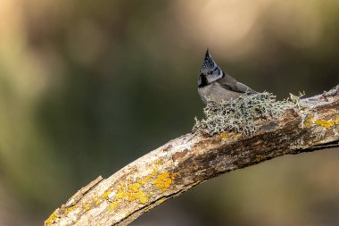 Crested tit perched on a lichen-covered branch, showing off its unique crest and natural beauty in a serene environment.