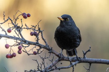 Kırmızı böğürtlenlerle süslenmiş bir dalın üzerine tünemiş bir karatavuk, sakin ve doğal bir ortamda koyu tüylerini sergiliyor..