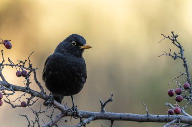 Kırmızı böğürtlenlerle süslenmiş bir dalın üzerine tünemiş bir karatavuk, sakin ve doğal bir ortamda koyu tüylerini sergiliyor..