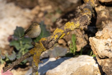 Common chiffchaff (Phylloscopus collybita) resting on a lichen-covered branch, surrounded by rocks and greenery in natural light. clipart