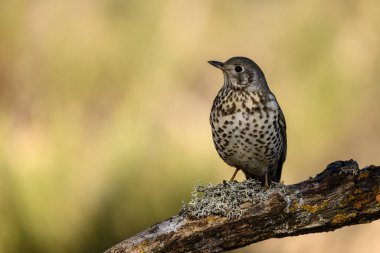 Yosun kaplı bir dala tünemiş bir ardıç kuşu, bulanık yeşilimsi bir arka plan ve doğal ışıklandırmayla.