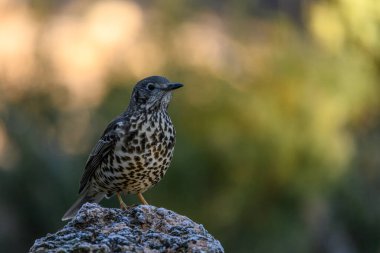 Yumuşak ışıklandırma ve bulanık doğal arka planla vurgulanmış yosunlu bir kayanın üzerine tünemiş bir ardıç kuşu şarkısı..