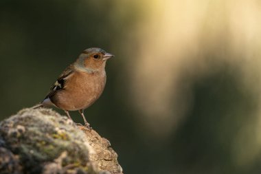 Common chaffinch (Fringilla coelebs) perched on a moss-covered rock, displaying its vibrant plumage against a softly blurred background. clipart