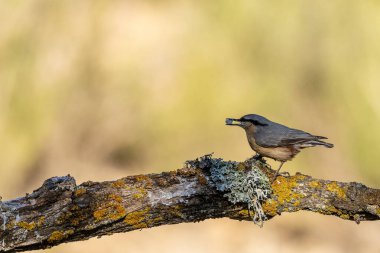 Eurasian nuthatch (Sitta europaea) perched on a lichen-covered branch, holding a seed in its beak, against a softly blurred natural background. clipart