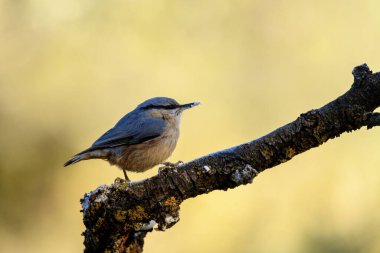 Avrasya tımarhanesi (Sitta europaea), gagasında bir tohum tutan, liken kaplı bir dala tünemiş, yumuşak bulanık doğal bir arka plana karşı.