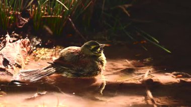 Circa Scribbler sığ bir orman deresinde banyo yapıyor.