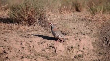 Bir çift Avrupalı ispinoz - Carduelis carduelis - bir göletin yanında uçuyor..