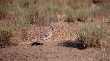 Bir çift Avrupalı ispinoz - Carduelis carduelis - bir göletin yanında uçuyor..