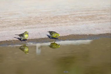 İki Avrupa serini - Serinus serinus - yansımalı içme suyu