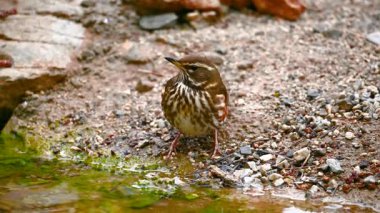 Kızıl kanat ardıç kuşu - Turdus iliacus - nehir kıyısında içme suyu