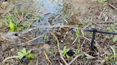 Bir çiftlikteki zeytin koruluğunun lavajı.