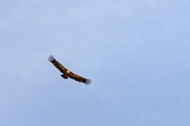 Görkemli bir Griffon Akbabası (Gyps fulvus) kanatlarını tamamen açık mavi gökyüzüne doğru uzatarak yükseliyor..